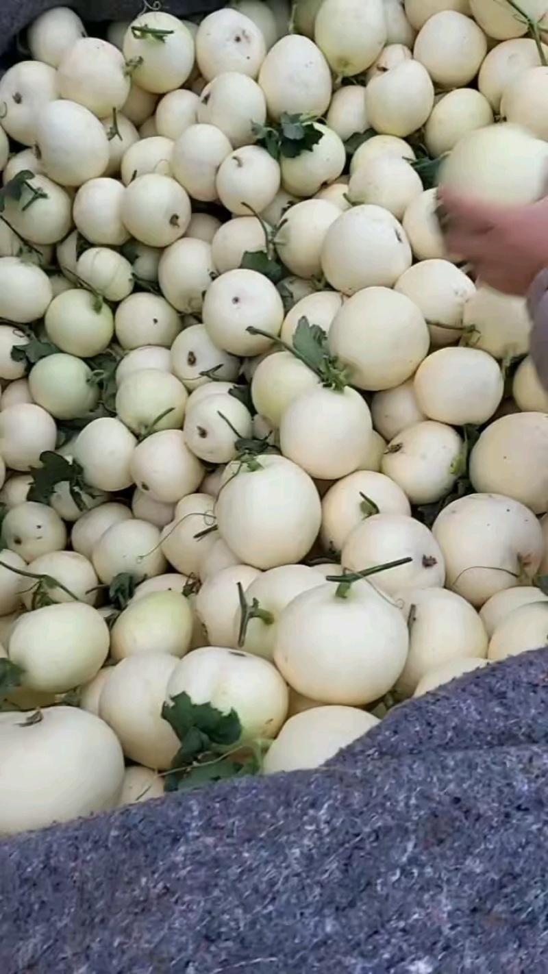 精品小白瓜，白沙蜜甜瓜，产地直供，保质保量，大量供应！