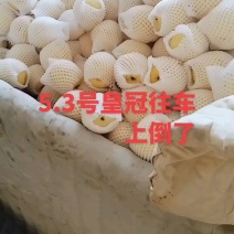 皇冠梨到货，口感特别好吃！