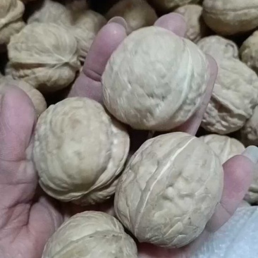 供电商平台新疆核桃可做小包装可一件代发货源充足