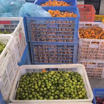 千禧圣女果：果感佳，颜色靓丽，果形美观耐运输。