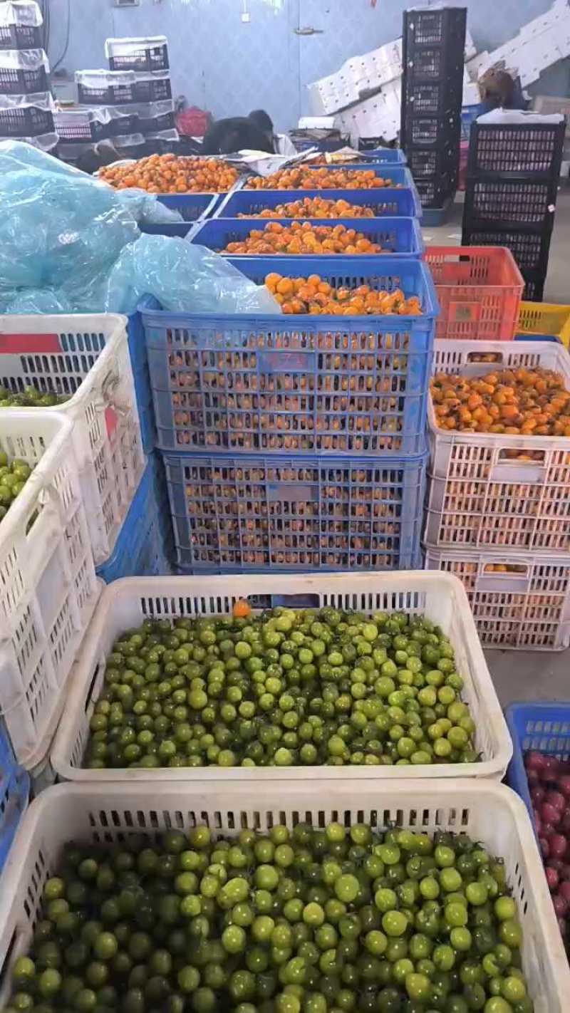 千禧圣女果：果感佳，颜色靓丽，果形美观耐运输。