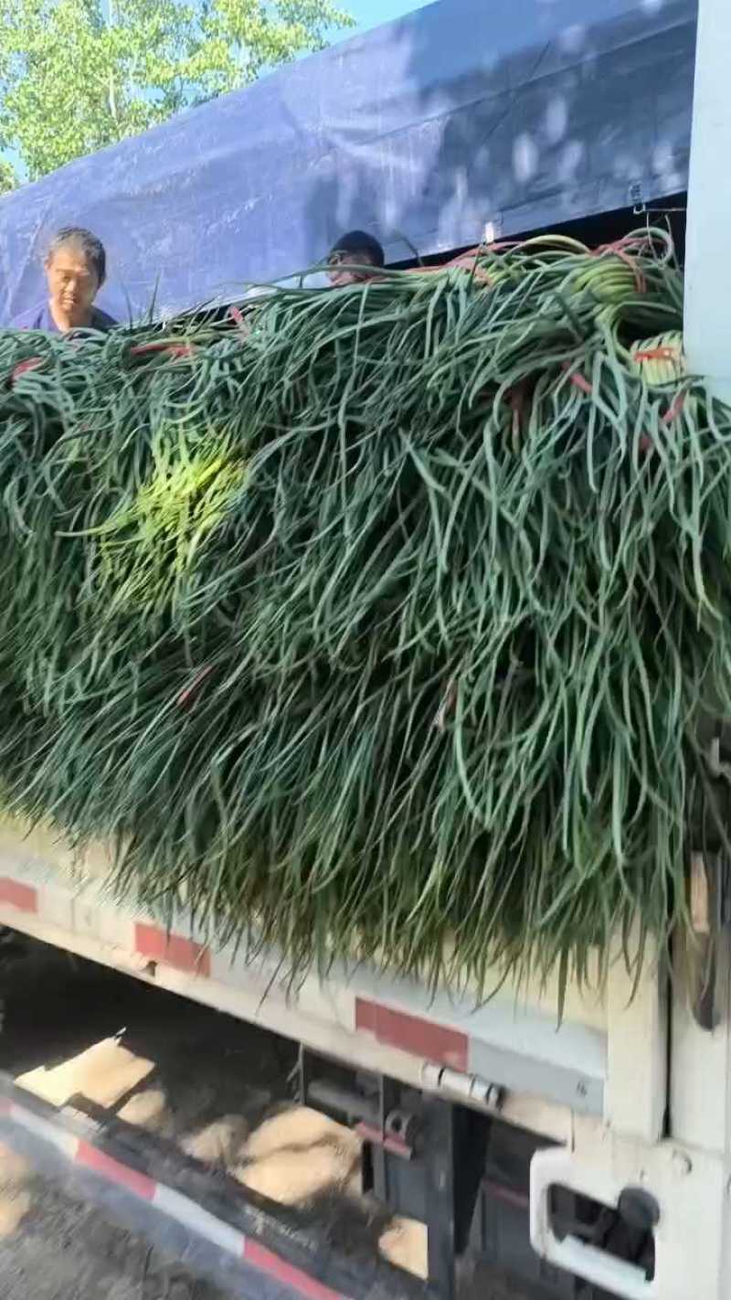 红帽蒜薹产地直发货源充足，常年有货，价格便宜