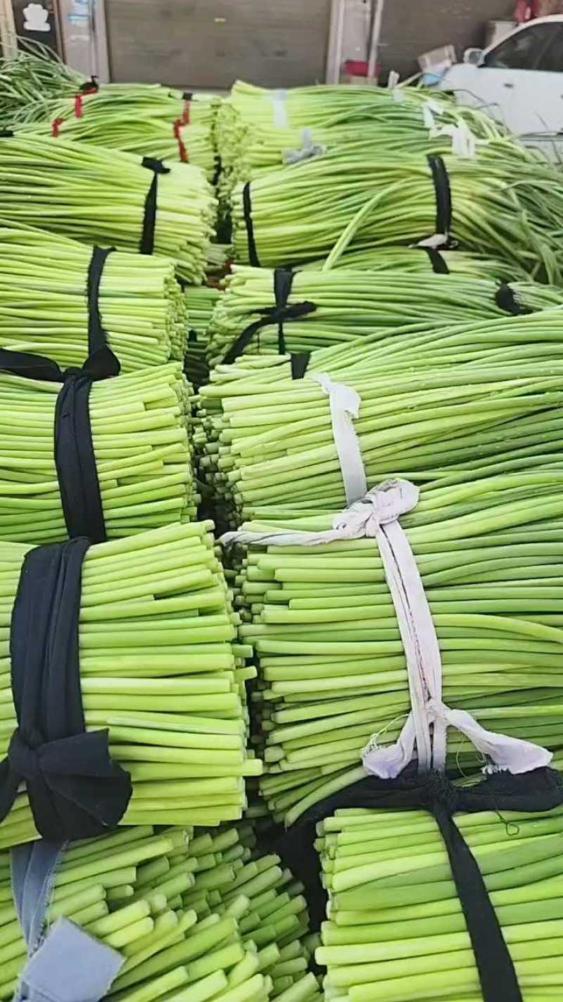河南开封，精品蒜薹红帽蒜薹产地直达对接电商市场等