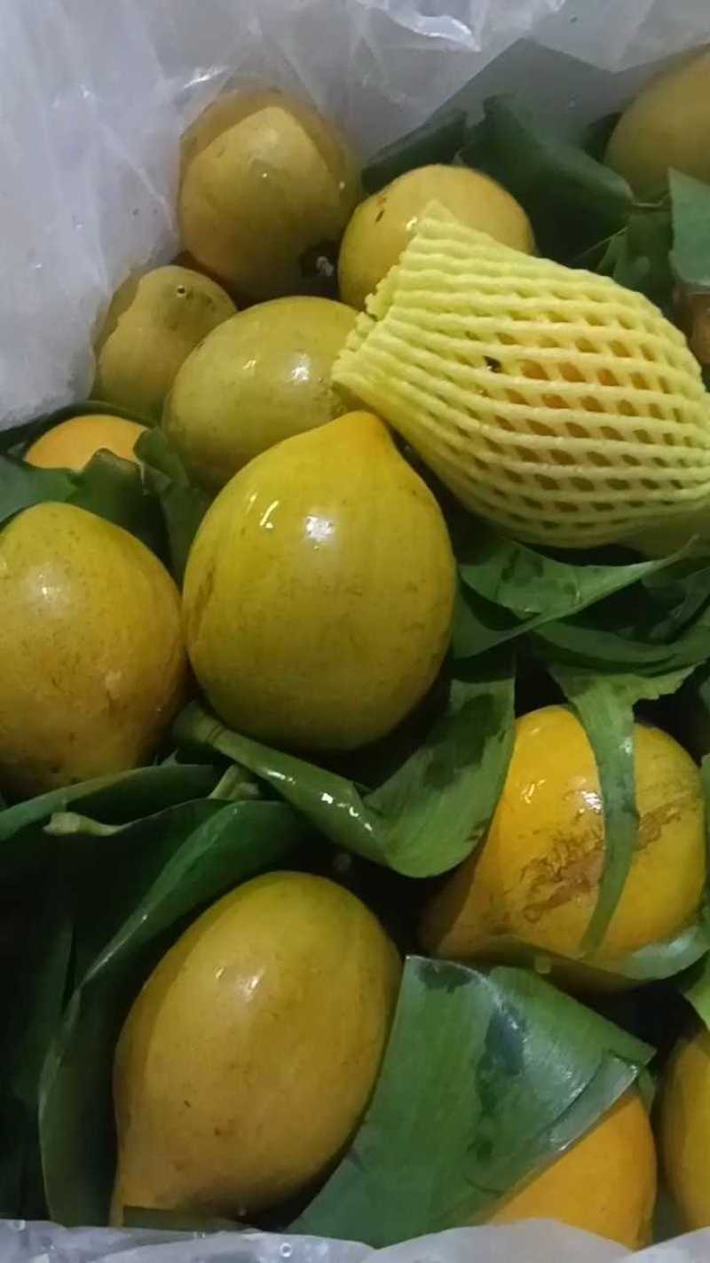 蛋黄果，产地直发，货源稳定，果园种植，可视频看货