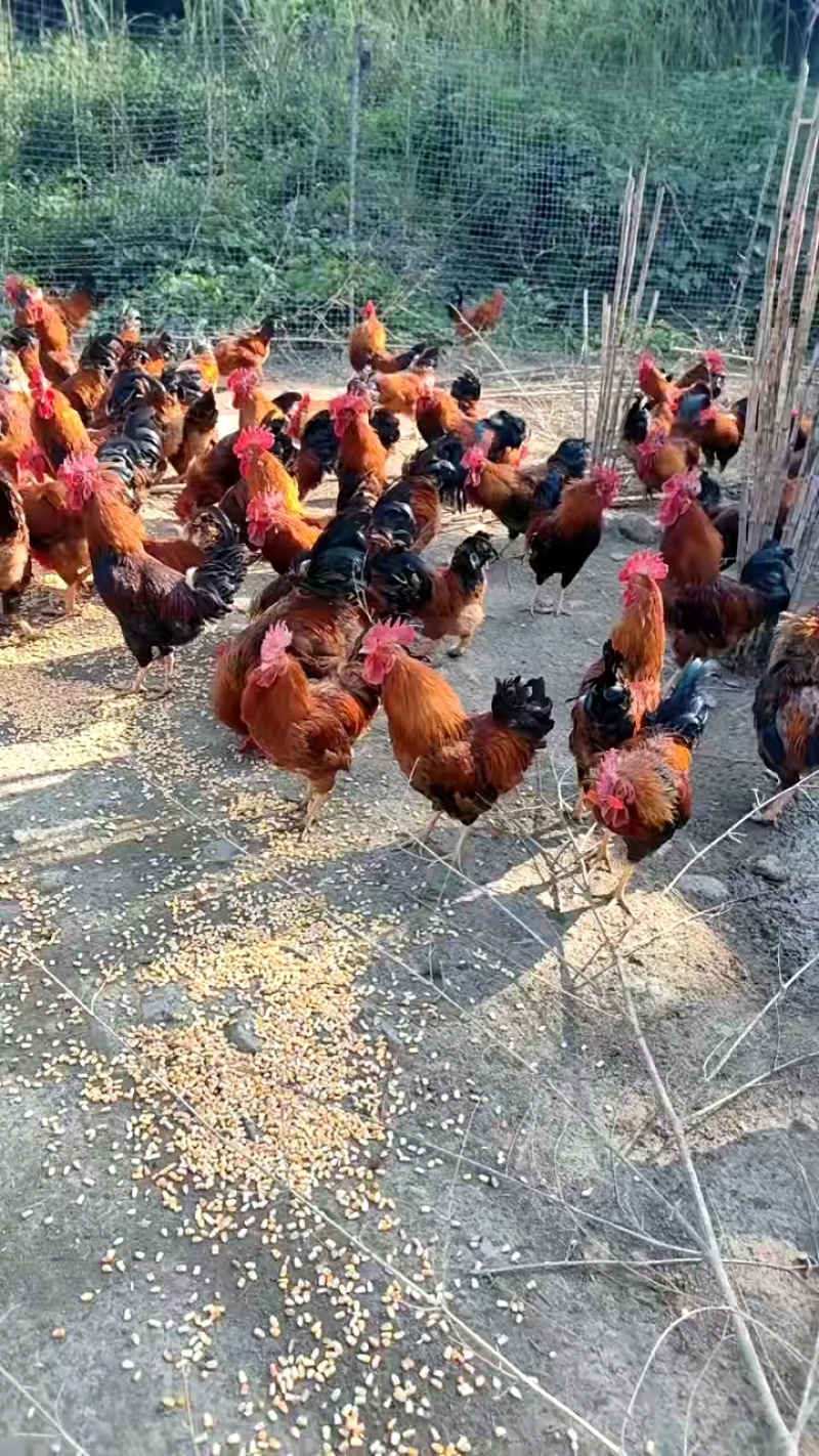 老母鸡