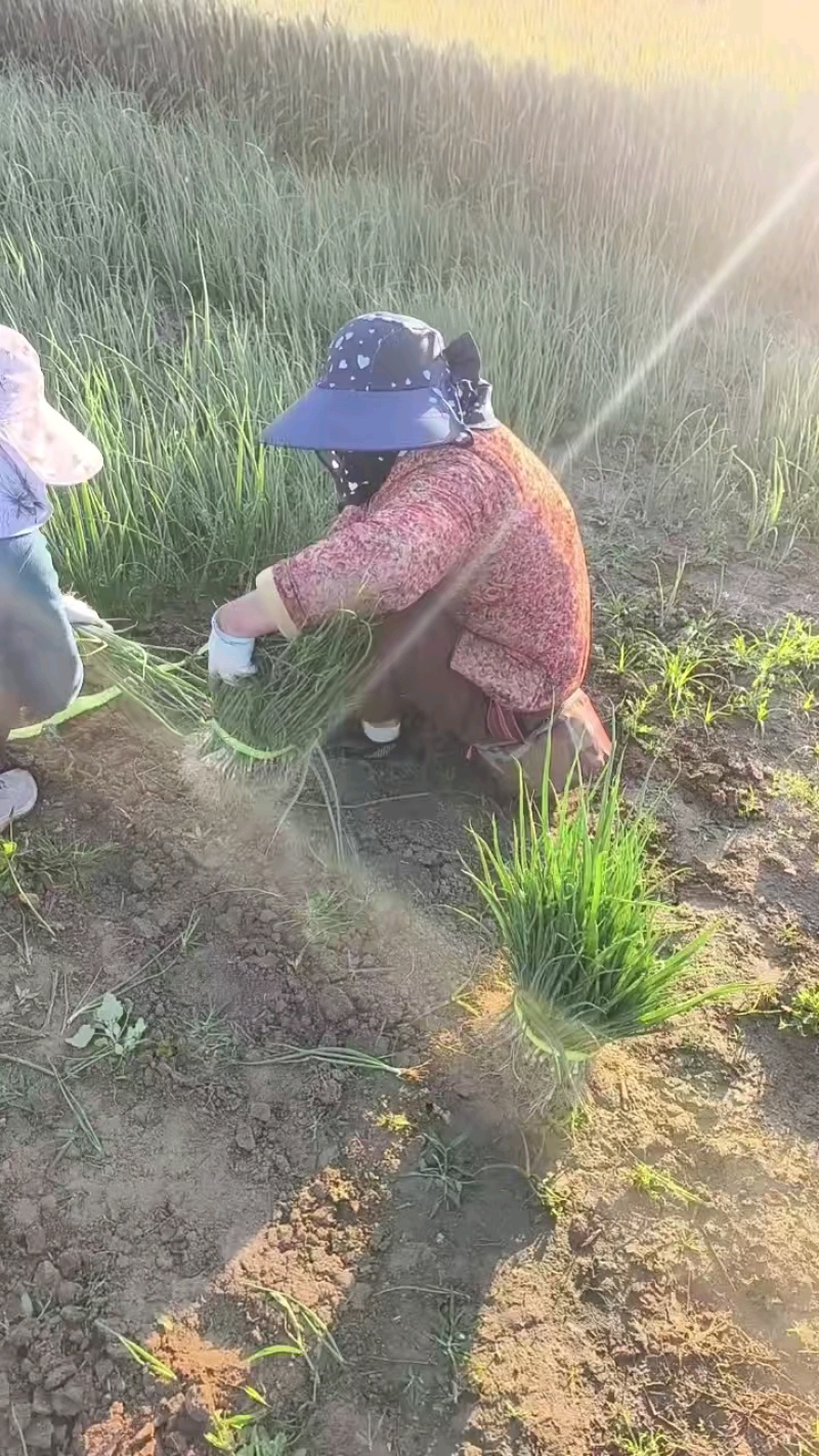 洋葱苗洋葱种苗基地直发大量上市，可视频看货