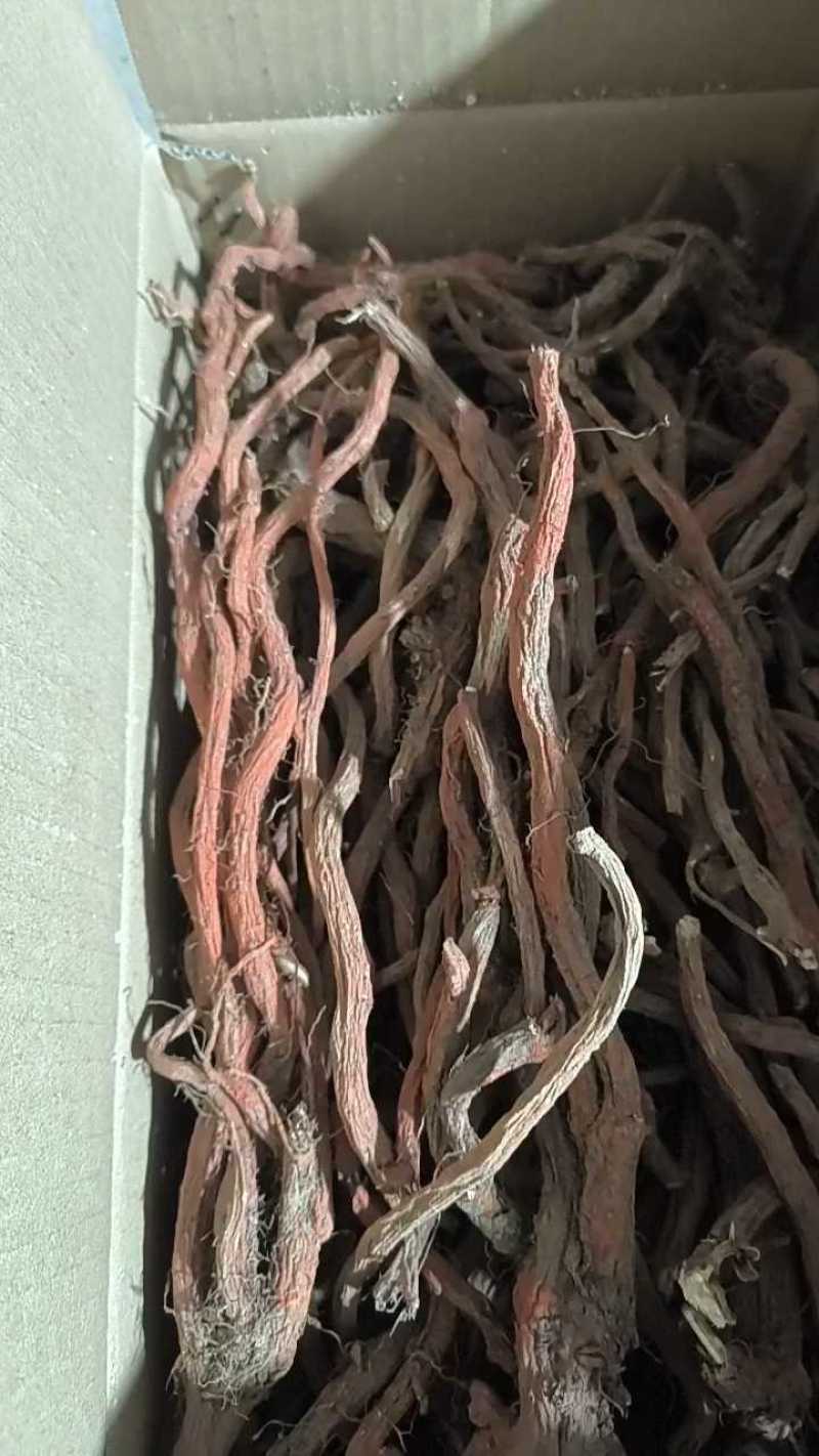 丹参一级，沂蒙山山区里的特产，批发零售产地直发