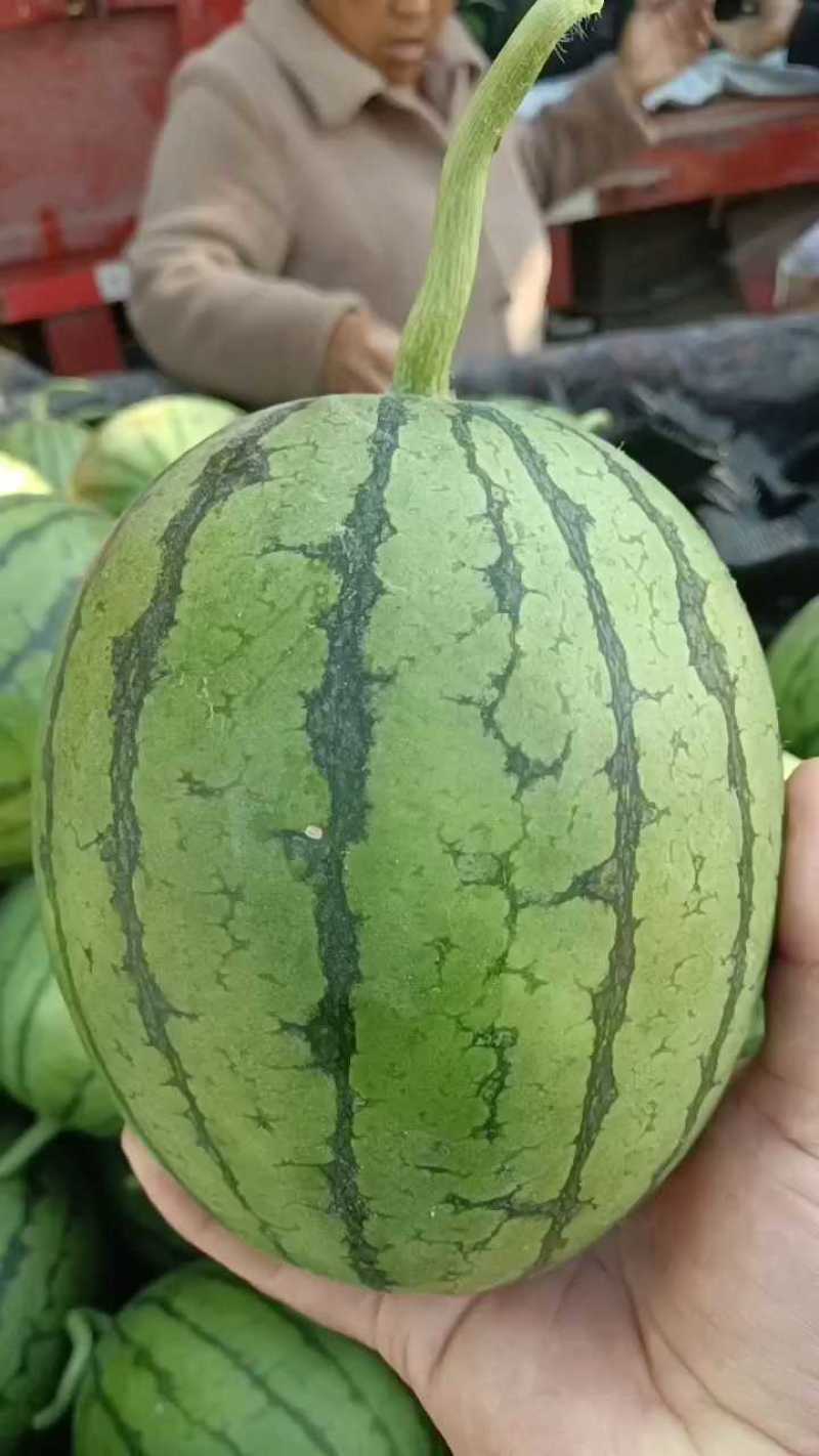 砀山早春红玉2k小糖丸西瓜，一手货源！欢迎咨询