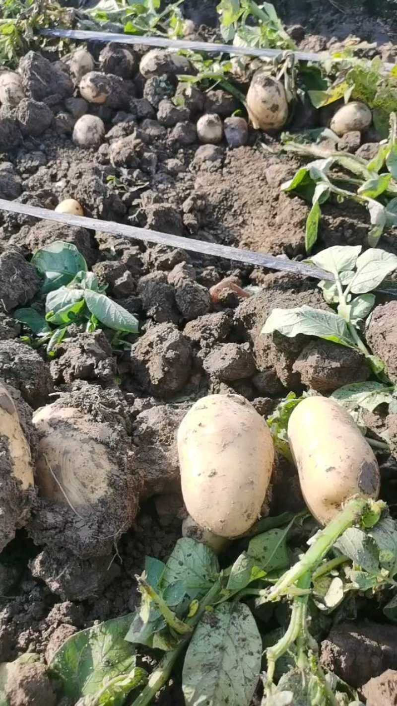 土豆河南十五大量上市欢迎产地看货品质保证一条龙服务