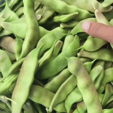 大油豆