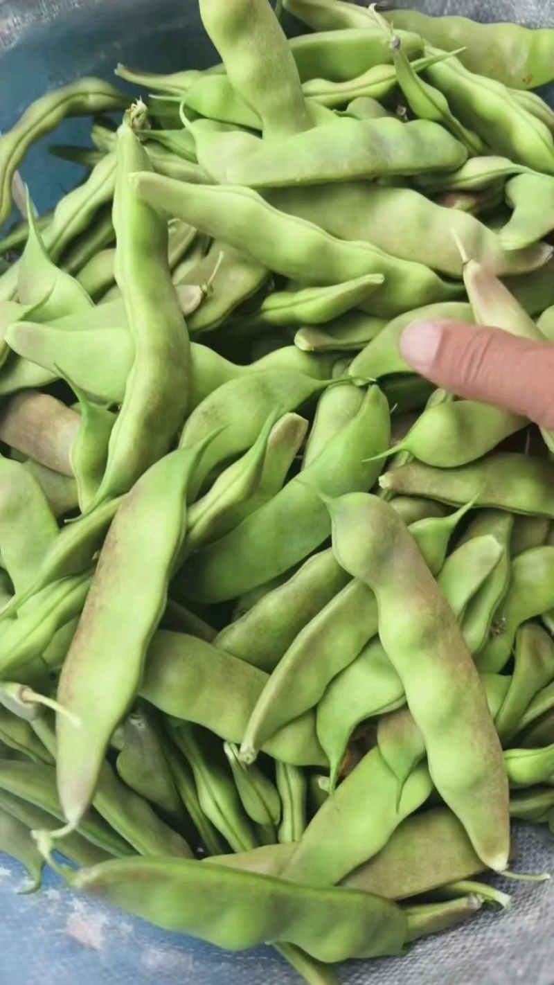 大油豆