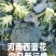 河南西蓝花个头均匀产地直发货源充足欢迎来电订购