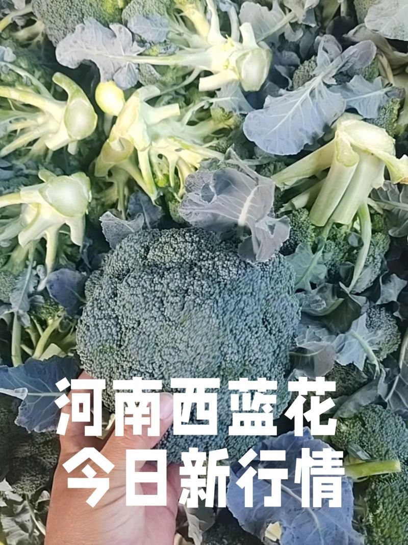 河南西蓝花个头均匀产地直发货源充足欢迎来电订购
