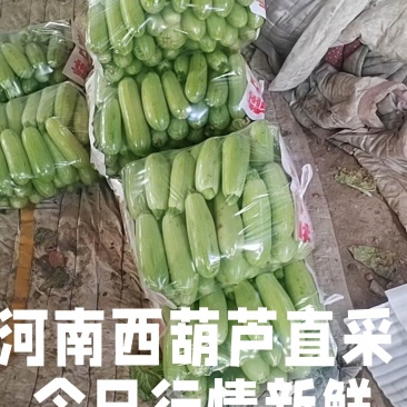 河南西葫芦基地直采瓜条油亮保质保量欢迎来电