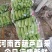河南西葫芦基地直采瓜条油亮保质保量欢迎来电