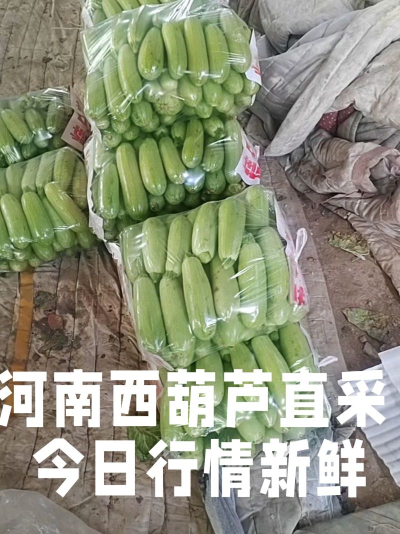河南西葫芦基地直采瓜条油亮保质保量欢迎来电