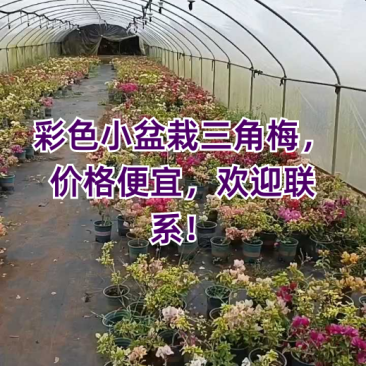 彩色小盆栽三角梅，价格便宜，欢迎联系！