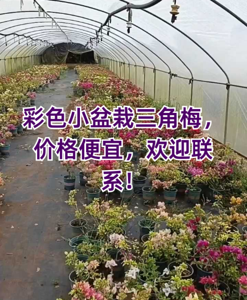 彩色小盆栽三角梅，价格便宜，欢迎联系！