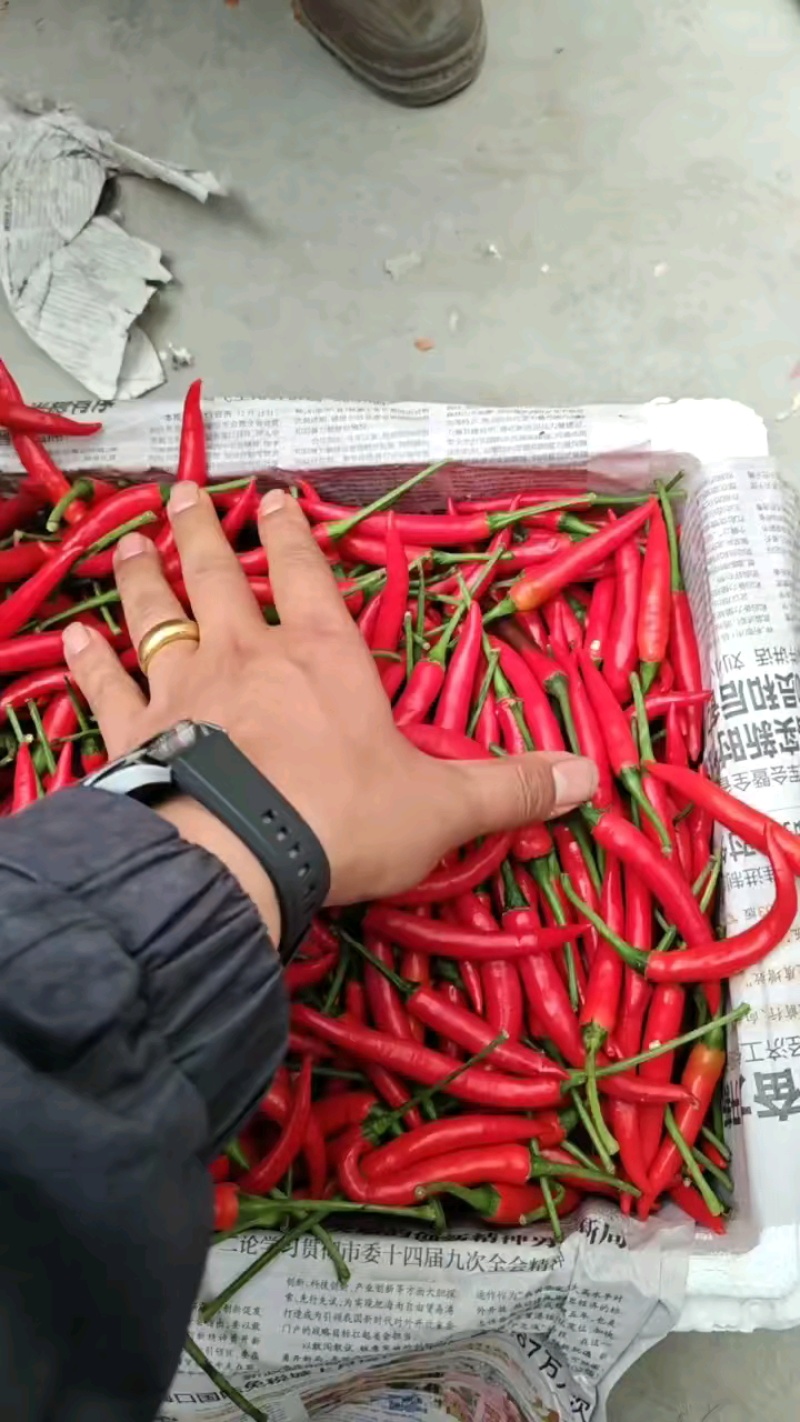 河南小米椒中转站，常年提供！各种规格，各种包装！