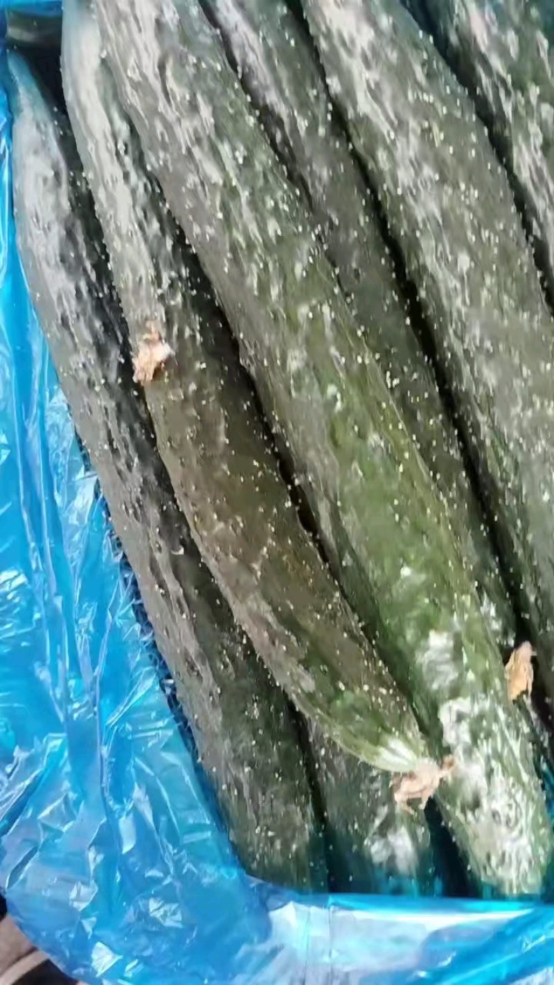 万亩优质大棚油亮密刺黄瓜正在热销中质量保证货发全国