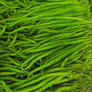 青线椒精品大量.通货.电商货.量大从优货源充足可发全国