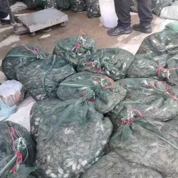 辽宁优质河蟹苗大闸蟹苗放生苗精品全母视频看货技术指导