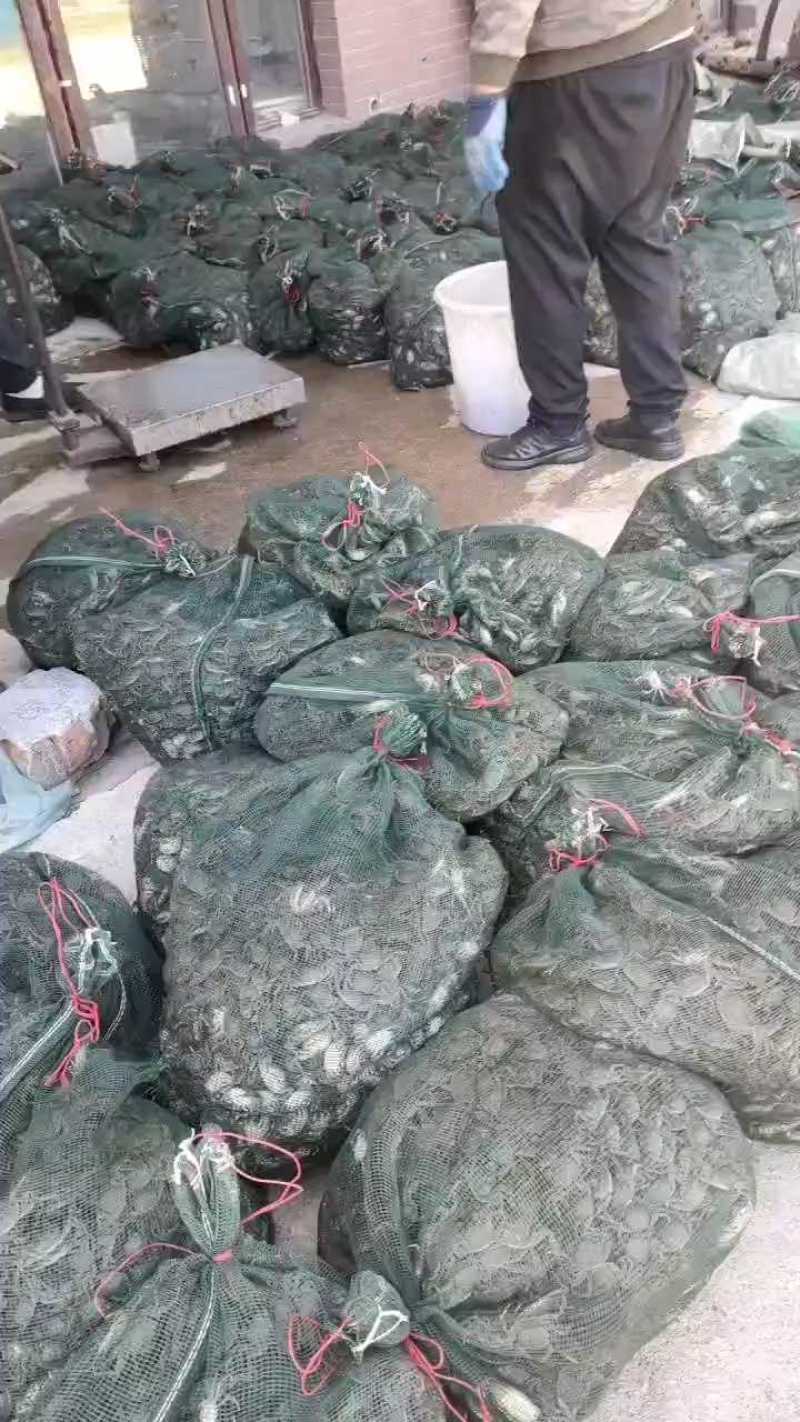 辽宁优质河蟹苗大闸蟹苗放生苗精品全母视频看货技术指导