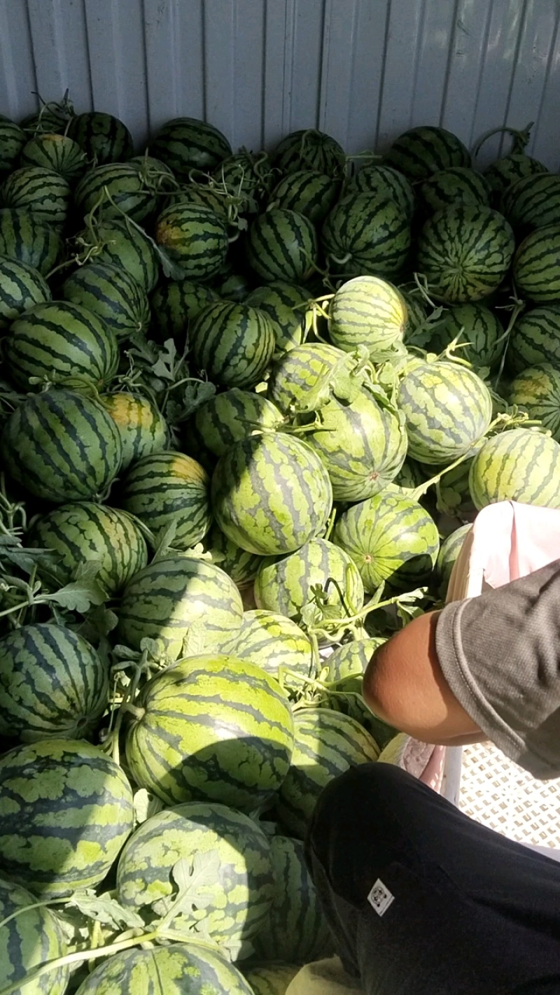 西瓜美都西瓜现摘现发