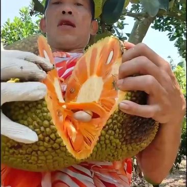 海南红肉泰八菠萝蜜可分大小规格质量三包服务我们是认真做果