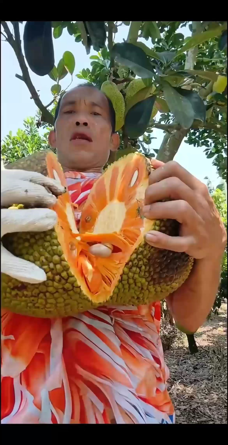 海南红肉泰八菠萝蜜可分大小规格质量三包服务我们是认真做果