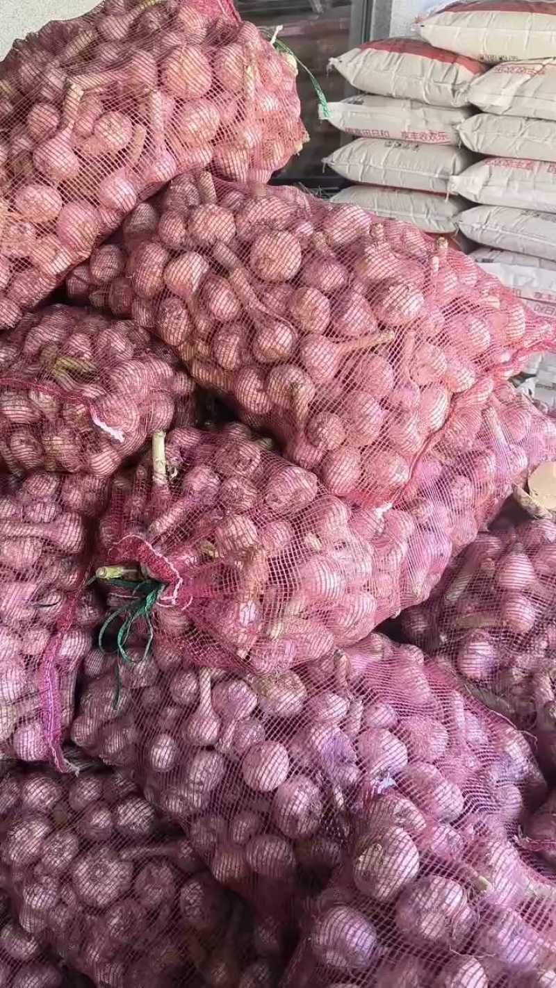山东精品红皮大蒜/大量出货/新鲜采摘/颗粒饱满/对接全国
