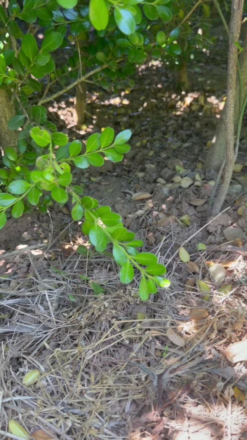 江苏瓜子树规格齐全耐寒耐热四季常青粗1.5-8公分苗圃基
