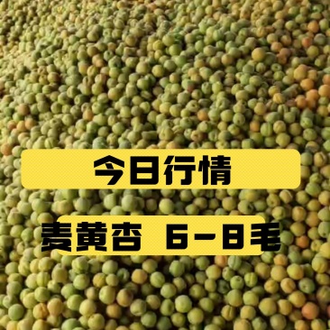 杏，河北杏，麦黄杏，菜籽黄杏，大量下上树了，海量货源