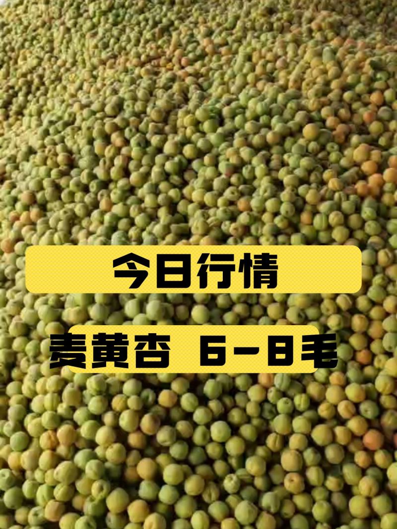 杏，河北杏，麦黄杏，菜籽黄杏，大量下上树了，海量货源