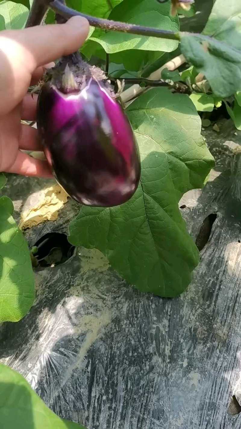 圆茄子紫圆茄大量上市保质保量可供各大市场商超