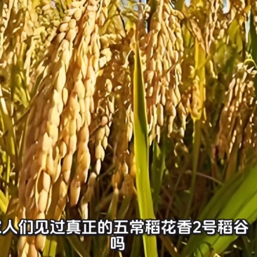 五常本地水稻，新米原粮稻花香2号稻谷不含运费