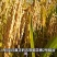五常本地水稻，新米原粮稻花香2号稻谷不含运费