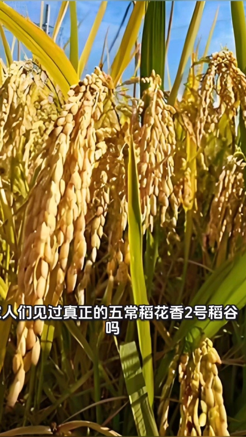 五常本地水稻，新米原粮稻花香2号稻谷不含运费