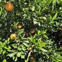 秭归江边精品伦晚脐橙，果园看货订货，一手货源