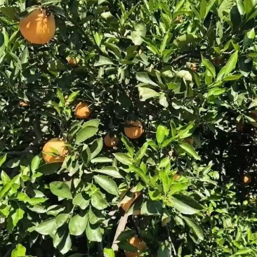 秭归江边精品伦晚脐橙，果园看货订货，一手货源