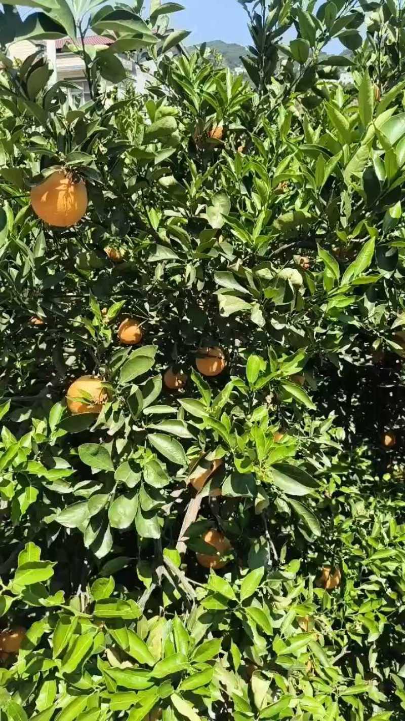 秭归江边精品伦晚脐橙，果园看货订货，一手货源