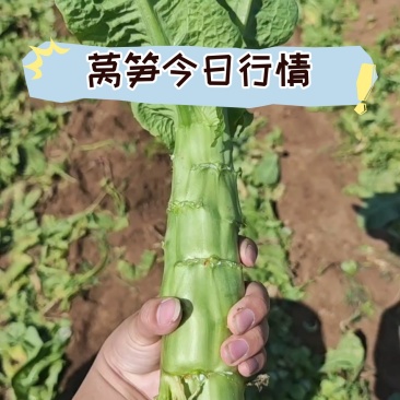 山东精品红尖叶莴笋代发全国，无空心无起苔，规格齐全量