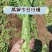 山东精品红尖叶莴笋代发全国，无空心无起苔，规格齐全量