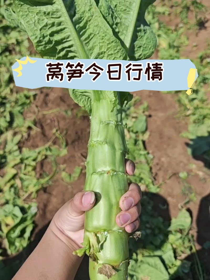 山东精品红尖叶莴笋代发全国，无空心无起苔，规格齐全量