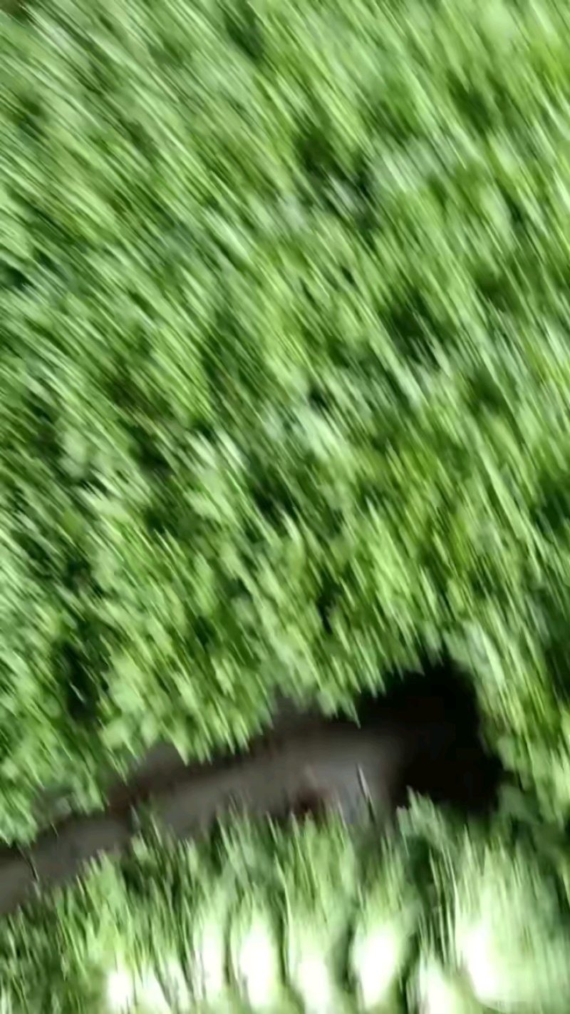 精品苦菊数量有限抓紧吧老板们
