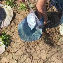 棚内紫甘蓝，早栽品质有保障。