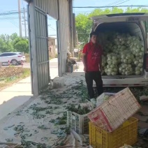 好撇莲成精了，今天菜也成精了。