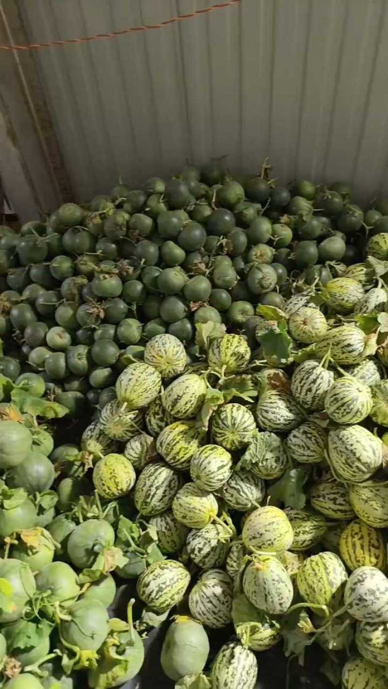 星甜二十甜瓜，个头均匀口感脆甜，量大价格从优