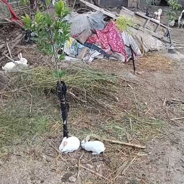 散养兔子，纯草喂养，肉质紧实，口感**，月产量100只