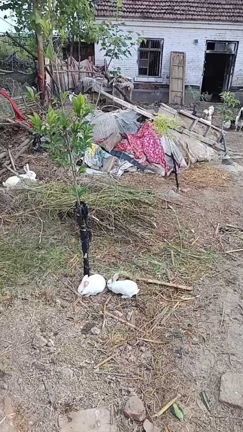 散养兔子，纯草喂养，肉质紧实，口感**，月产量100只